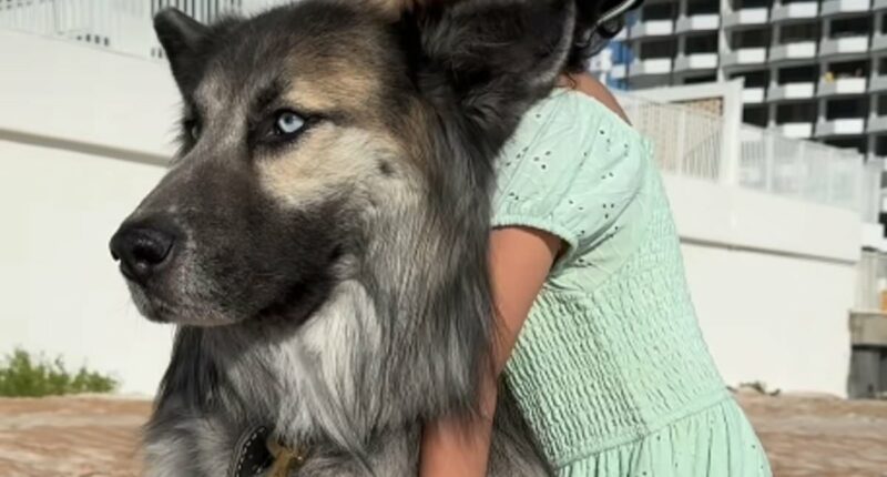 Husky spotted wandering Arizona desert after owners were DEPORTED
