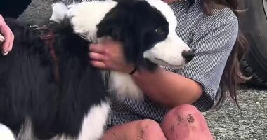 Jessica Johnston was reunited with her dog Molly (pictured together) on Tuesday