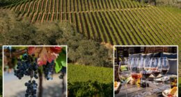 Investigation reveals why California wine country is failing