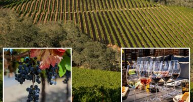 Investigation reveals why California wine country is failing