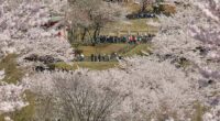 Japanese town sours on the crowds coming to see cherry blossoms and Mount Fuji