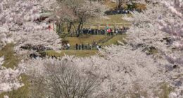 Japanese town sours on the crowds coming to see cherry blossoms and Mount Fuji