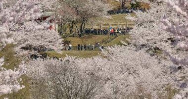 Japanese town sours on the crowds coming to see cherry blossoms and Mount Fuji