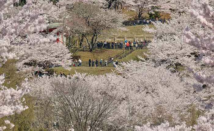 Japanese town sours on the crowds coming to see cherry blossoms and Mount Fuji