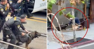 K-9 attacks knifeman who slashed innocent man with sawn-off cane