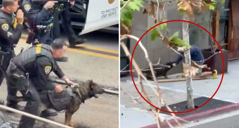 K-9 attacks knifeman who slashed innocent man with sawn-off cane