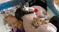 Kittens found living in Lowe's after moms gave birth