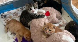 Kittens found living in Lowe's after moms gave birth