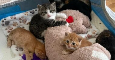 Kittens found living in Lowe's after moms gave birth