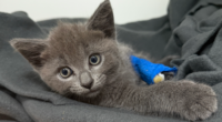 Kittens thrown from moving car in Melbourne