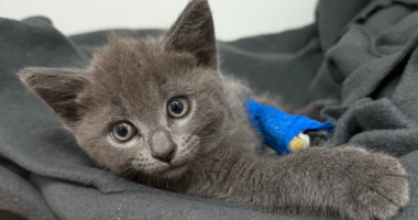 Kittens thrown from moving car in Melbourne