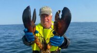 LOBSTER war rocks Maine coast as local fishermen battle bigger rival