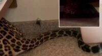Leopard found lurking under bed after strolling into home from Indian forest