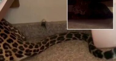 Leopard found lurking under bed after strolling into home from Indian forest