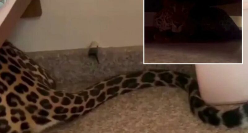 Leopard found lurking under bed after strolling into home from Indian forest