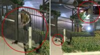 Man caught on camera tossing puppy over gate in Mission Viejo 'coyote country' sparks outrage