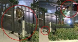 Man caught on camera tossing puppy over gate in Mission Viejo 'coyote country' sparks outrage