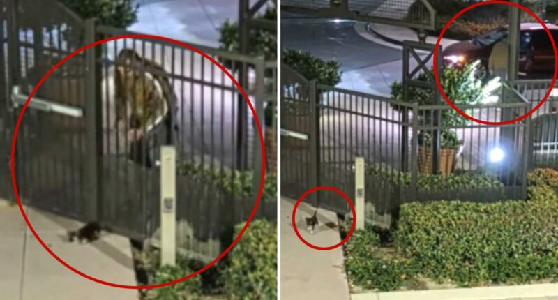 Man caught on camera tossing puppy over gate in Mission Viejo 'coyote country' sparks outrage