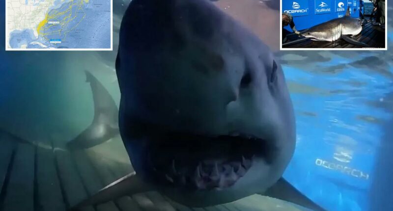 Massive 1,400-pound great white shark 'Breton' located near Turks and Caicos