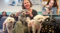 Meet the NYers saving hundreds of adorable dogs from ending up on the menu