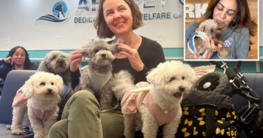 Meet the NYers saving hundreds of adorable dogs from ending up on the menu