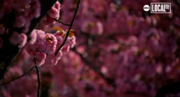 Meet the Petal Protectors who keep NYC cherry blossoms in the pink