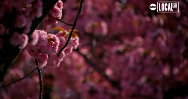 Meet the Petal Protectors who keep NYC cherry blossoms in the pink