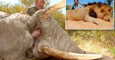 Millionaire big game hunter, 75, trampled to death by five elephants while eyeing his next kill in Africa
