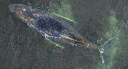 Millionaires fund last-ditch rescue operation to free stranded whale