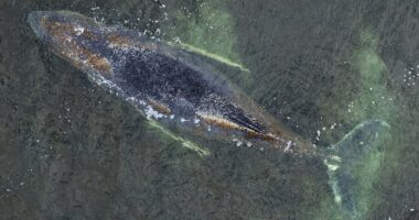 Millionaires fund last-ditch rescue operation to free stranded whale