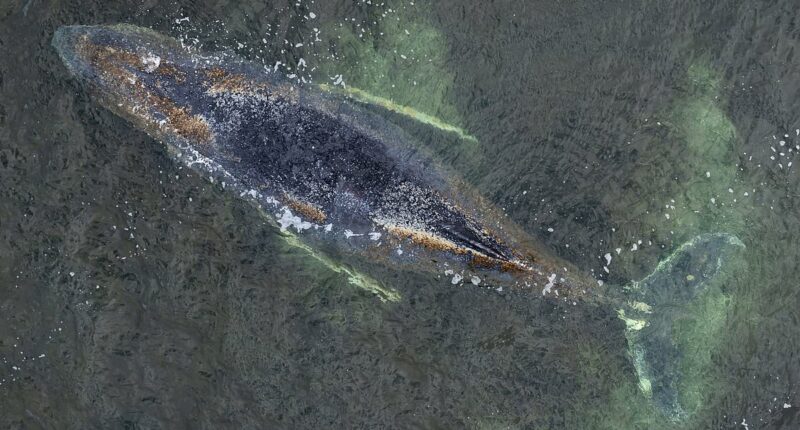 Millionaires fund last-ditch rescue operation to free stranded whale