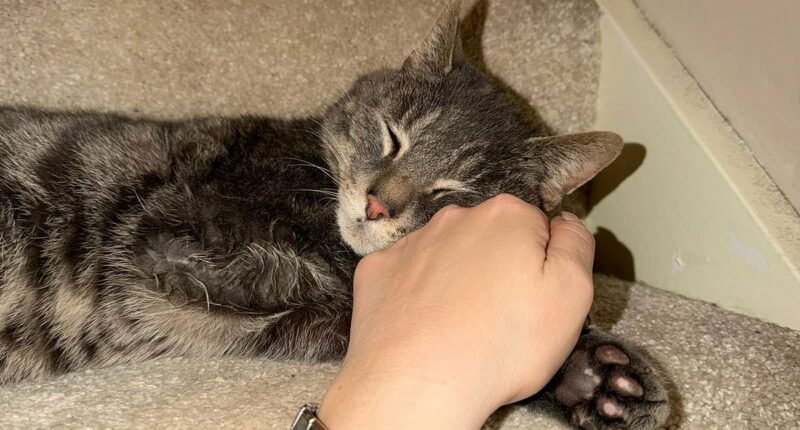 Missing cat reunited with owner five years after alleged abduction