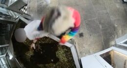 Moment animal rights activist 'frees' live lobster from restaurant