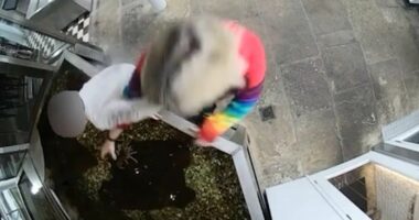 Moment animal rights activist 'frees' live lobster from restaurant