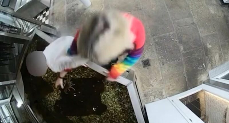 Moment animal rights activist 'frees' live lobster from restaurant