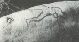 Murder charges after shark vomits up Sydney man's arm