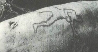 Murder charges after shark vomits up Sydney man's arm