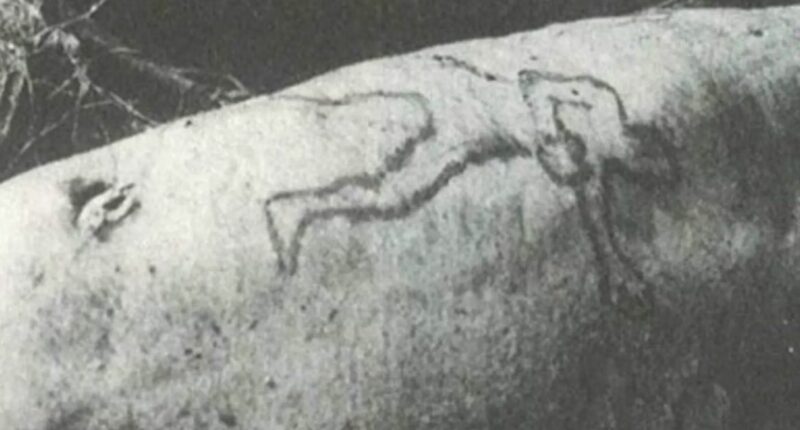 Murder charges after shark vomits up Sydney man's arm