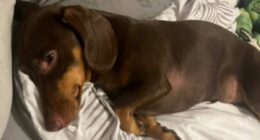 My dachshund almost died after eating dead mice the council poisoned