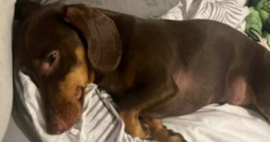 My dachshund almost died after eating dead mice the council poisoned