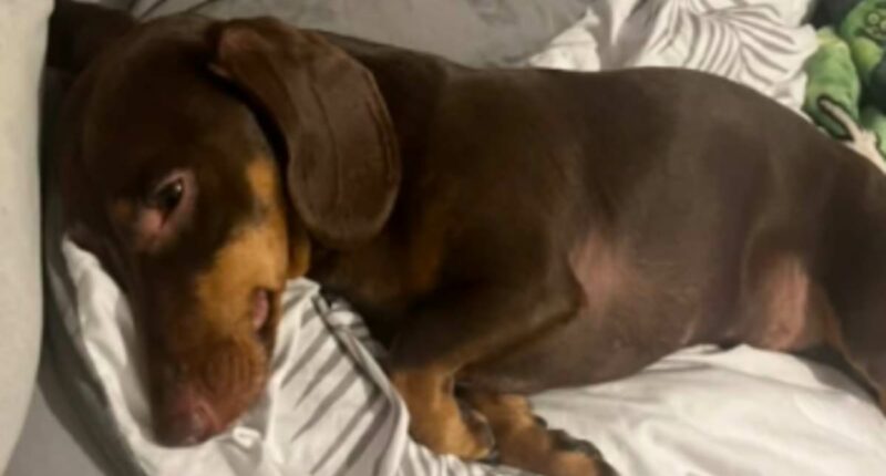 My dachshund almost died after eating dead mice the council poisoned