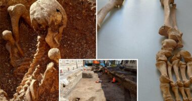 Mystery deepens as skeletons with sword wounds found beneath elementary school