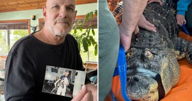 NY man gives up the fight for his 12-foot emotional support pet alligator