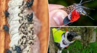 NYC lanternfly plague 2026 set to rebound after dip