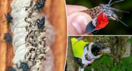 NYC lanternfly plague 2026 set to rebound after dip
