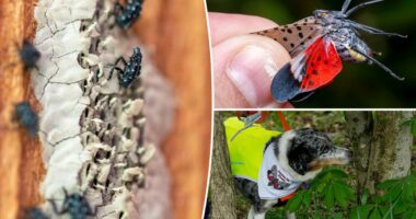 NYC lanternfly plague 2026 set to rebound after dip