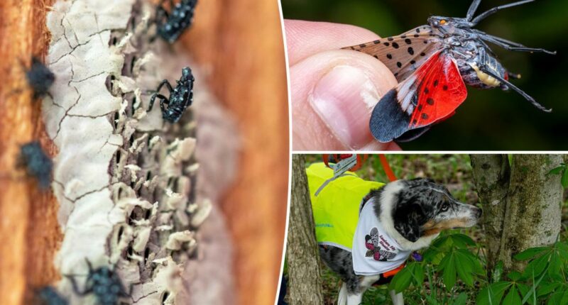 NYC lanternfly plague 2026 set to rebound after dip