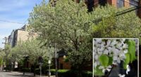 New Jersey finally bans stinky, invasive Bradford pear tree