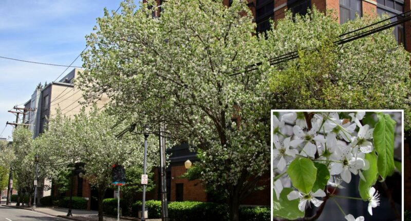 New Jersey finally bans stinky, invasive Bradford pear tree