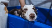 Not weekly or fortnightly – vets reveal exactly how much you should wash your dog